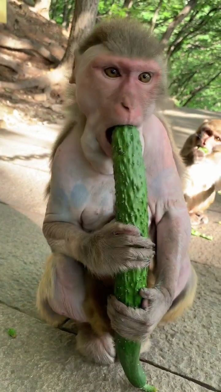 猴妈妈吃黄瓜看得我都饿了