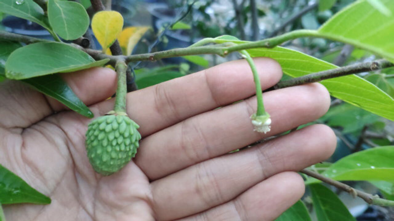 释迦暴力人工授粉,暴力出奇迹,成功率基本100%