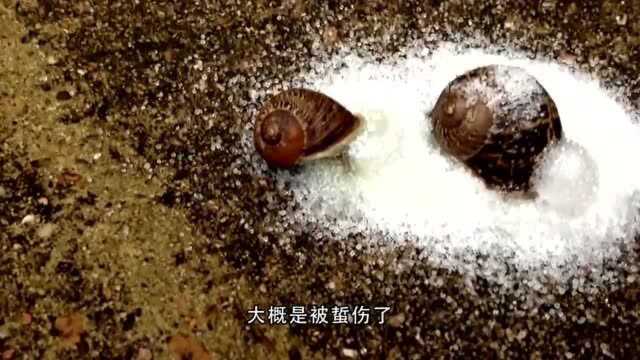 蜗牛遇到盐,为什么会“滋啦”一声化成水?蜗牛:这是人干的事吗