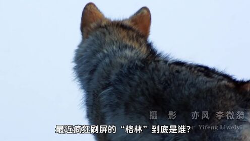 《重返狼群》_高清1080P在线观看平台_腾讯视频