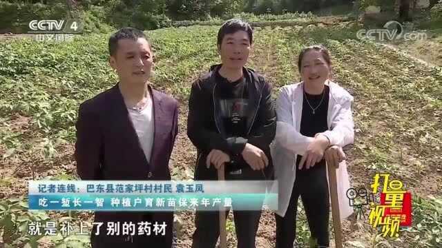 疫情期间保证药农收入不受影响,当地政府积极配合帮扶