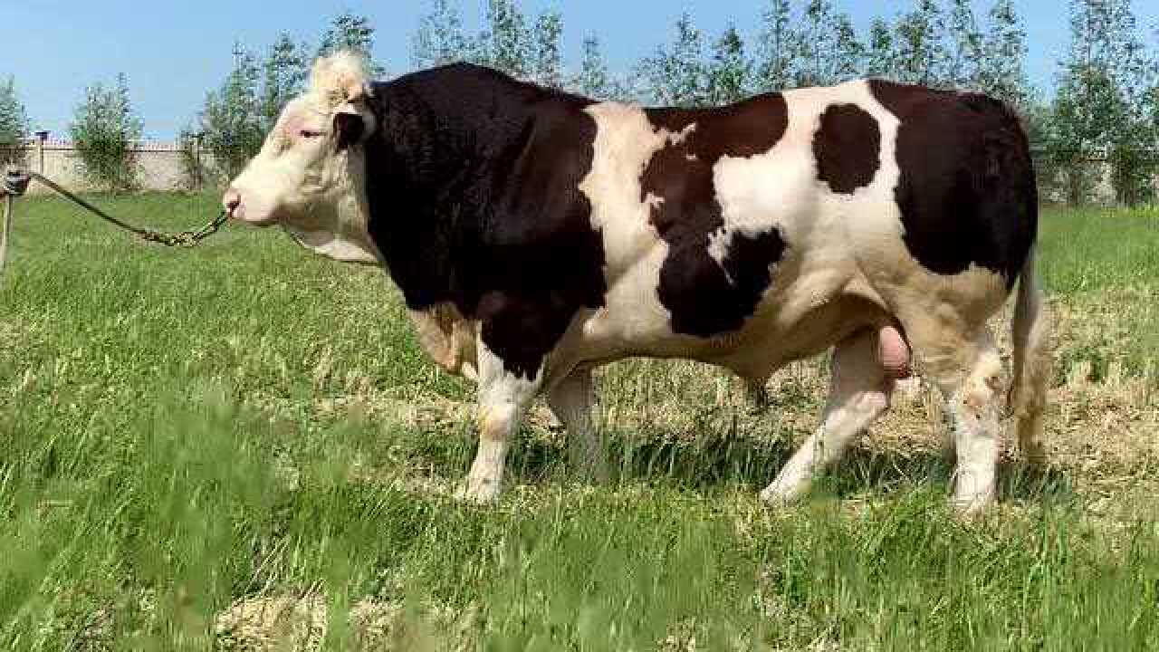 吉林德信xm22217233成年种公牛评选