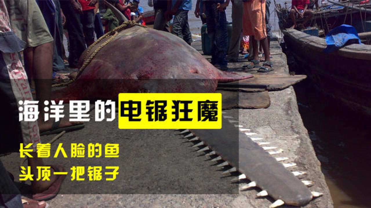 长相怪异的鱼类—锯鳐,头顶一把利刃,被人称为电锯狂魔!