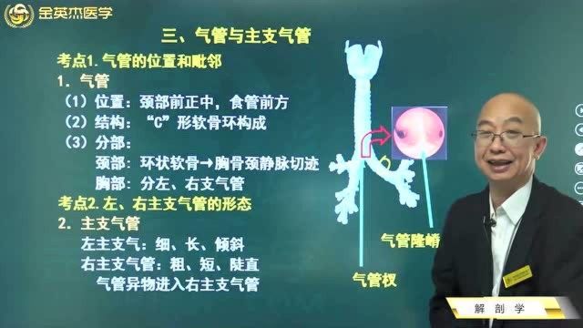 解剖学:如何区分气管与主支气管?气管和主支气管的位置和结构解析都在这里