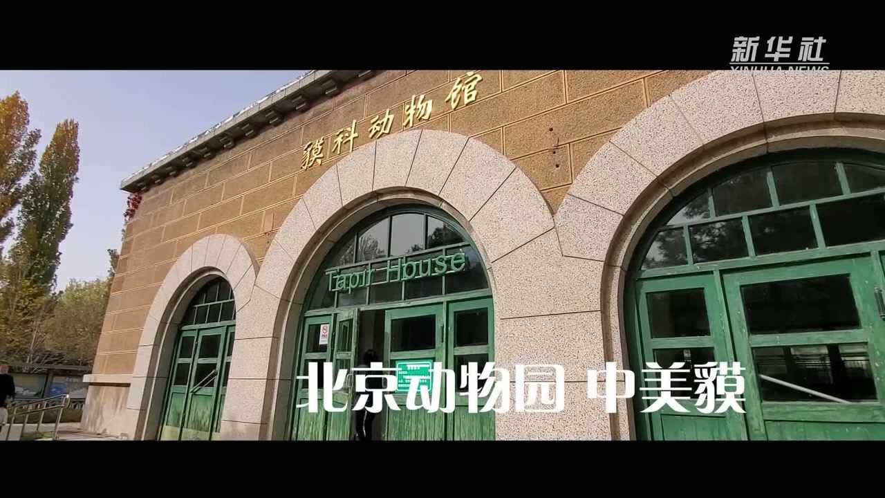 "云游"30秒——北京动物园 中美貘