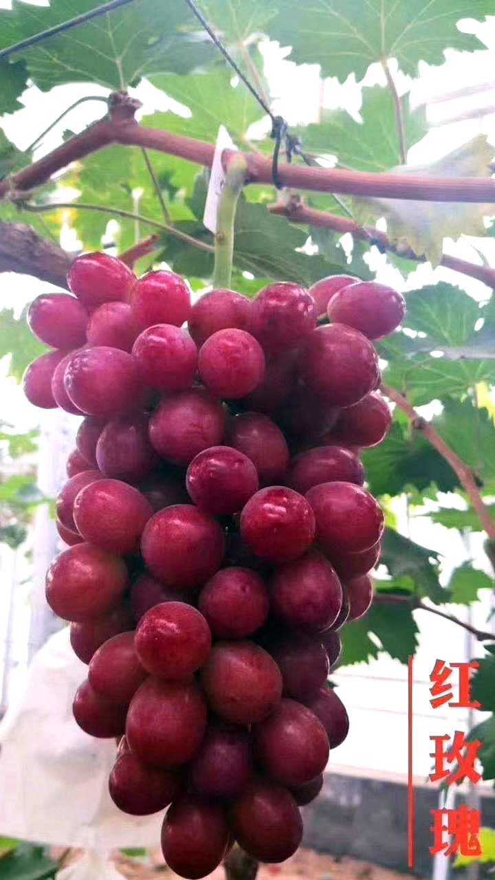 中国红玫瑰葡萄除了口感自然甜蜜这些功效更是它火爆的原因