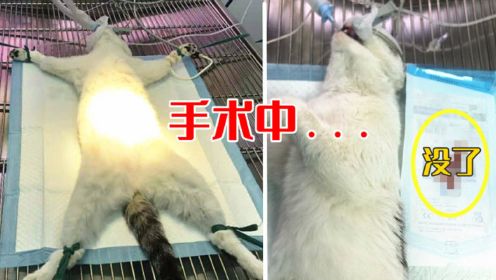 流浪猫因贪吃被捕，送到医院绝育，猫：这波血亏！