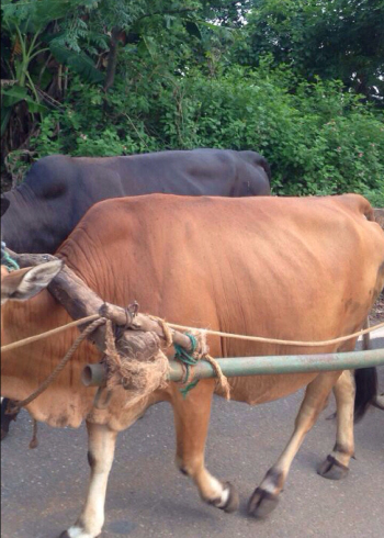 经典---老牛拉破车
