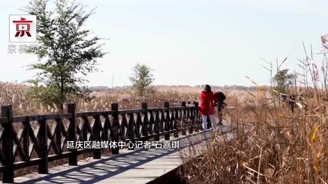 野鸭湖国家湿地公园的芦苇黄了 简直是现实版“蒹葭苍苍,白露为霜”!