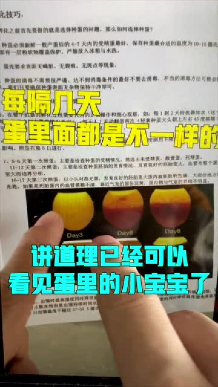 孵孔雀蛋的第三天已经可以看到小孔雀了