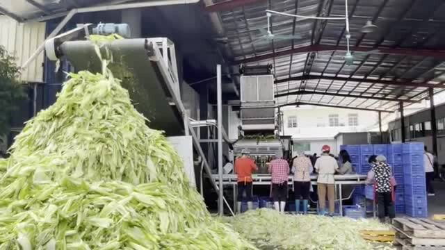 视频|订单式生产破解“果贱伤农”,盈佳农业打响品牌带动种植户致富