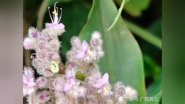 这种开花植物叫聚花草,也叫水打不死,来认识一下吧