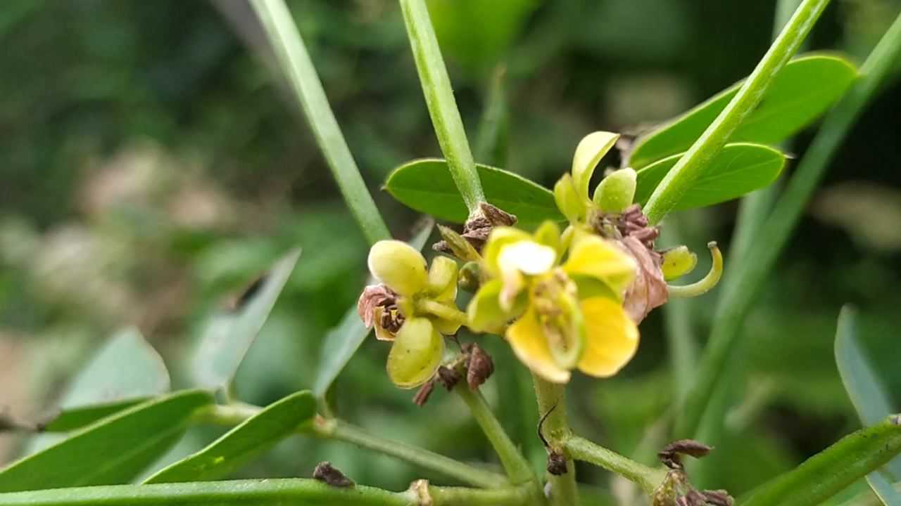 野花生全草可以入药种子做枕头防头风泡茶能清肝明目润肠通便