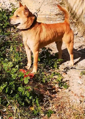 广西土猎犬极品大黄