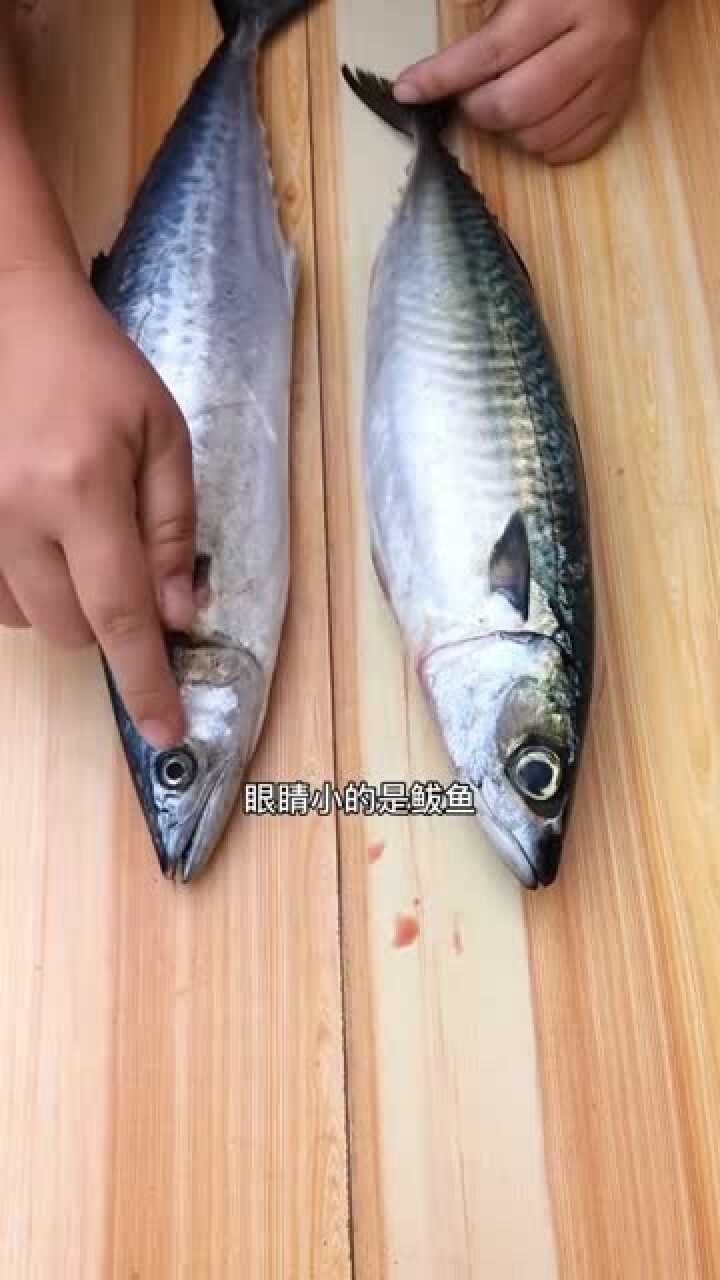 原来鲐鲅鱼和鲅鱼是这样区分的啊涨知识了