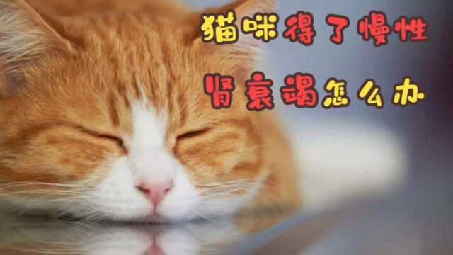 猫得了慢性肾衰竭怎么办