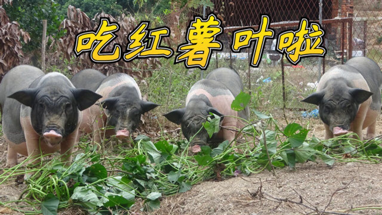 老林喂猪,一个星期兼喂三次红薯叶