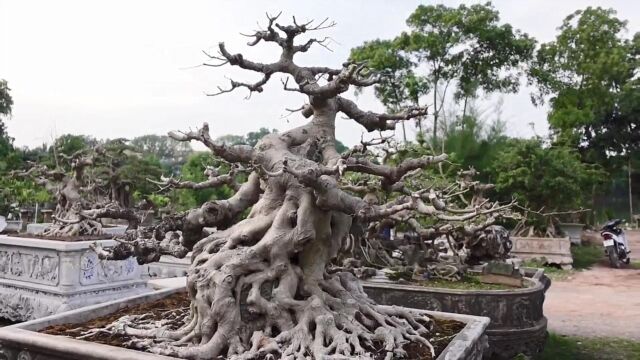 植物之美!精品榕树盆景,大师级盆景作品,我被吸引了,驻足观赏