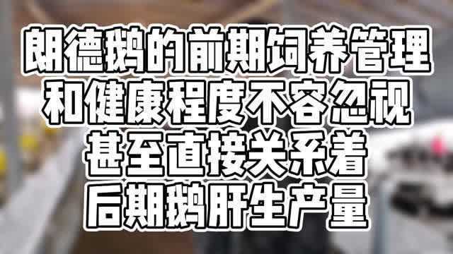 朗德鹅的前期饲养管理和健康程度不容忽视甚至直接关系着后期鹅肝生产量.