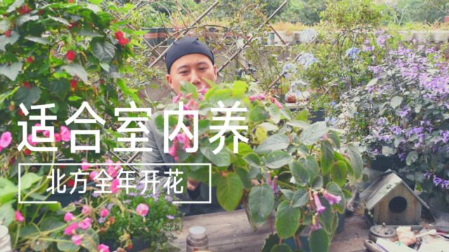 适合室内养,北方全年开花,被人遗忘的苦苣苔植物