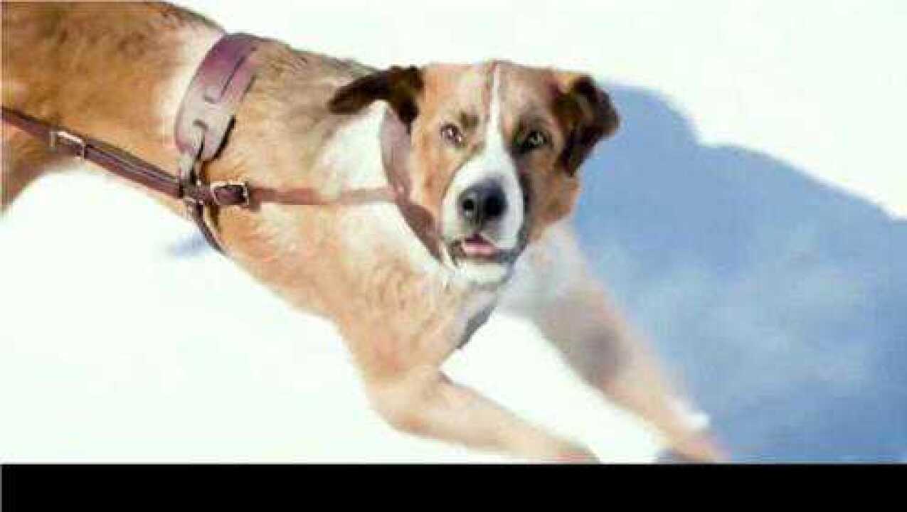 巴克成为了一名优秀的雪橇犬真是太帅了看了感觉好激动