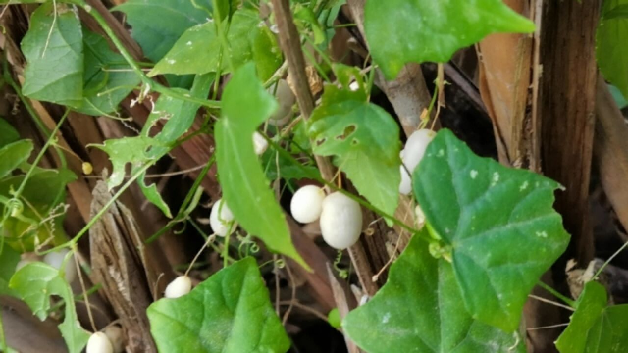 这种野生植物叫钮子瓜,稀的有中草药,认识一下吧