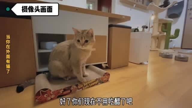 当你在外面有猫了,家里的猫是什么反应呢?