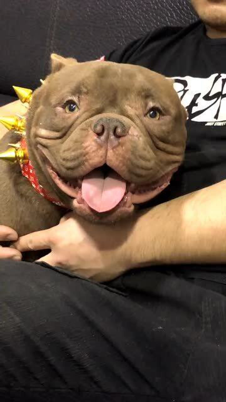 恶霸犬的声音是这样的看这长相真像个小流氓