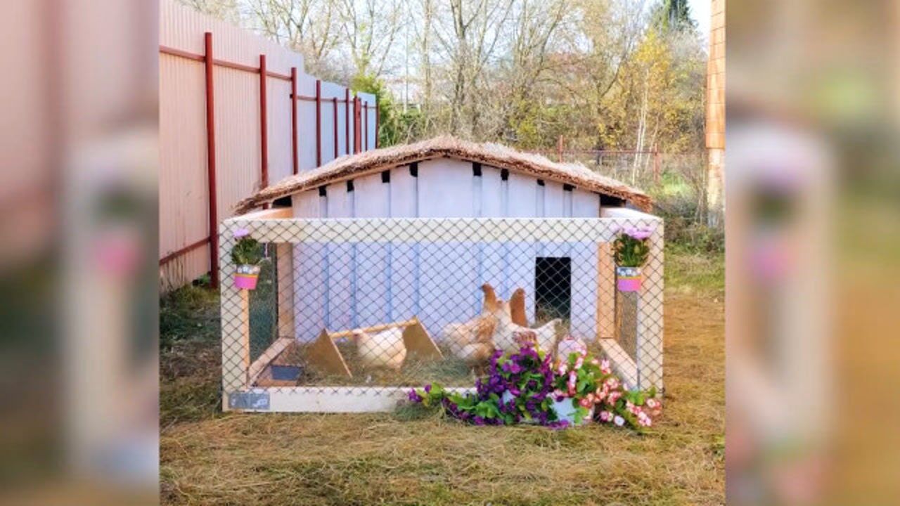 自己动手搭建的鸡窝哇太好看了