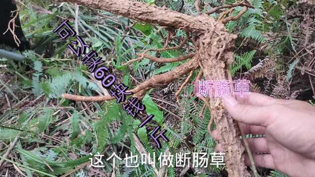 这种植物当地人称它为“茶钩藤”又名断肠草,它的作用厉害了