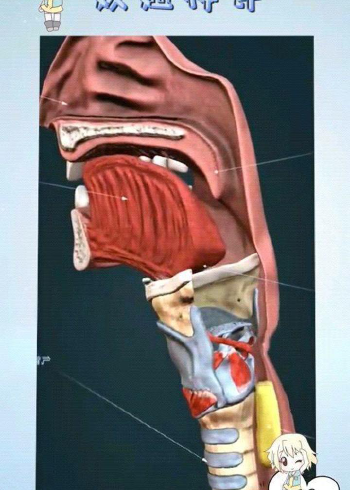 食管和气管相邻共用一个喉咙,用于呼吸和进食,感觉人是被精心设计出来
