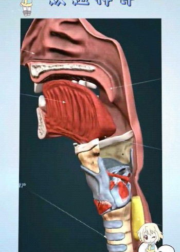 食管和氣管相鄰共用一個喉嚨,用於呼吸和進食,感覺人是被精心設計出來
