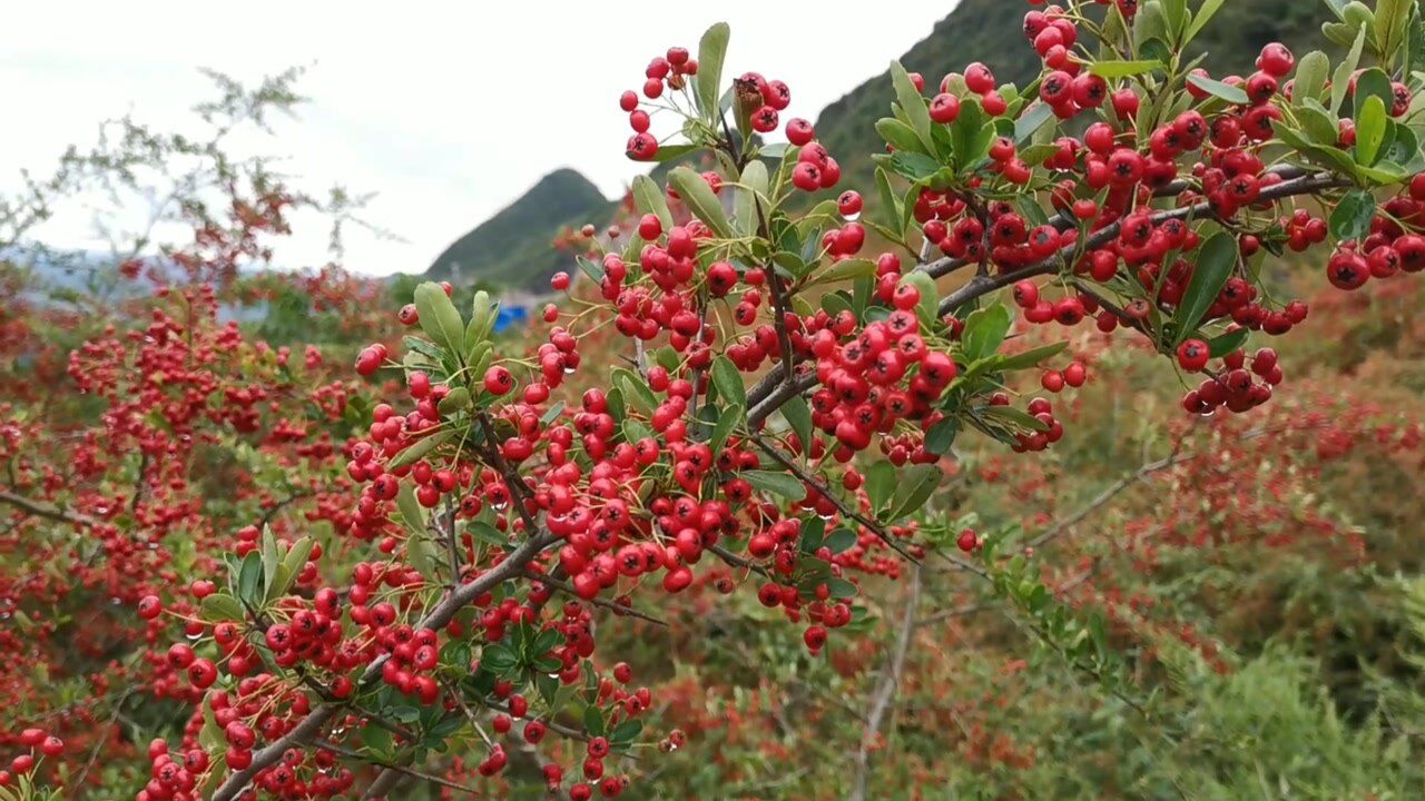 在贵州大山里发现一大片长着红果子的灌木,有谁知道叫什么?