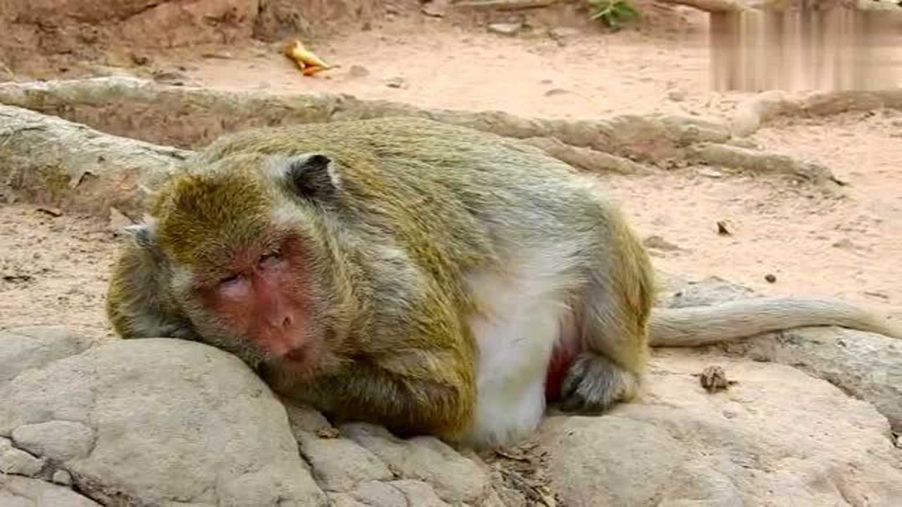 母猴用这样的姿势趴在这里是在睡觉吗