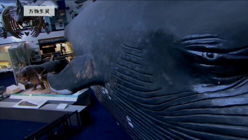 大英自然历史博物馆中的蓝鲸模型到底有多震撼？70年后仍然风采不减！