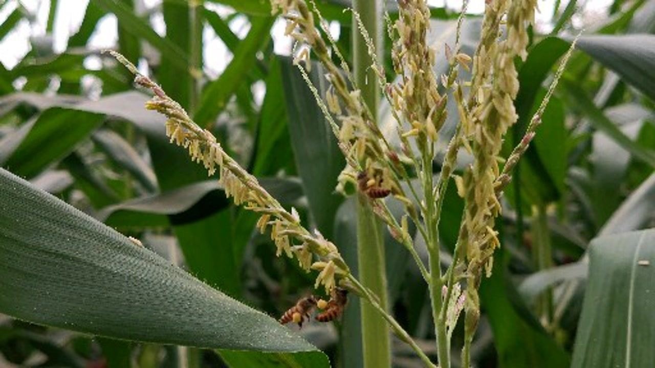 勤劳的小蜜蜂给玉米授粉