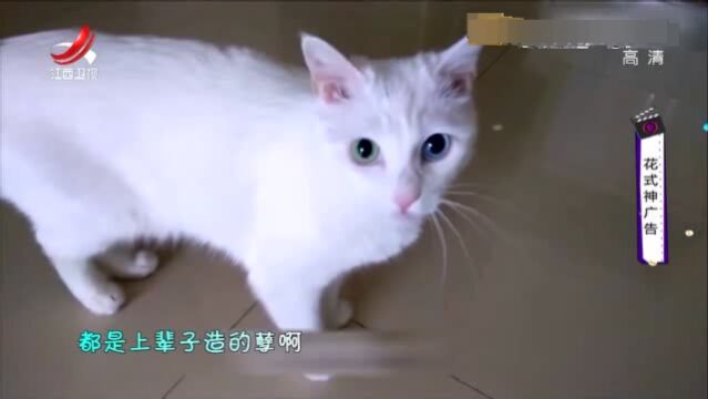 今天给大家介绍一只猫,外表可爱,谁养谁抓狂