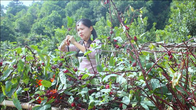 爸妈帮忙手工掰玫瑰茄,晒干价格昂贵药用价值明显,煲汤酸甜开胃