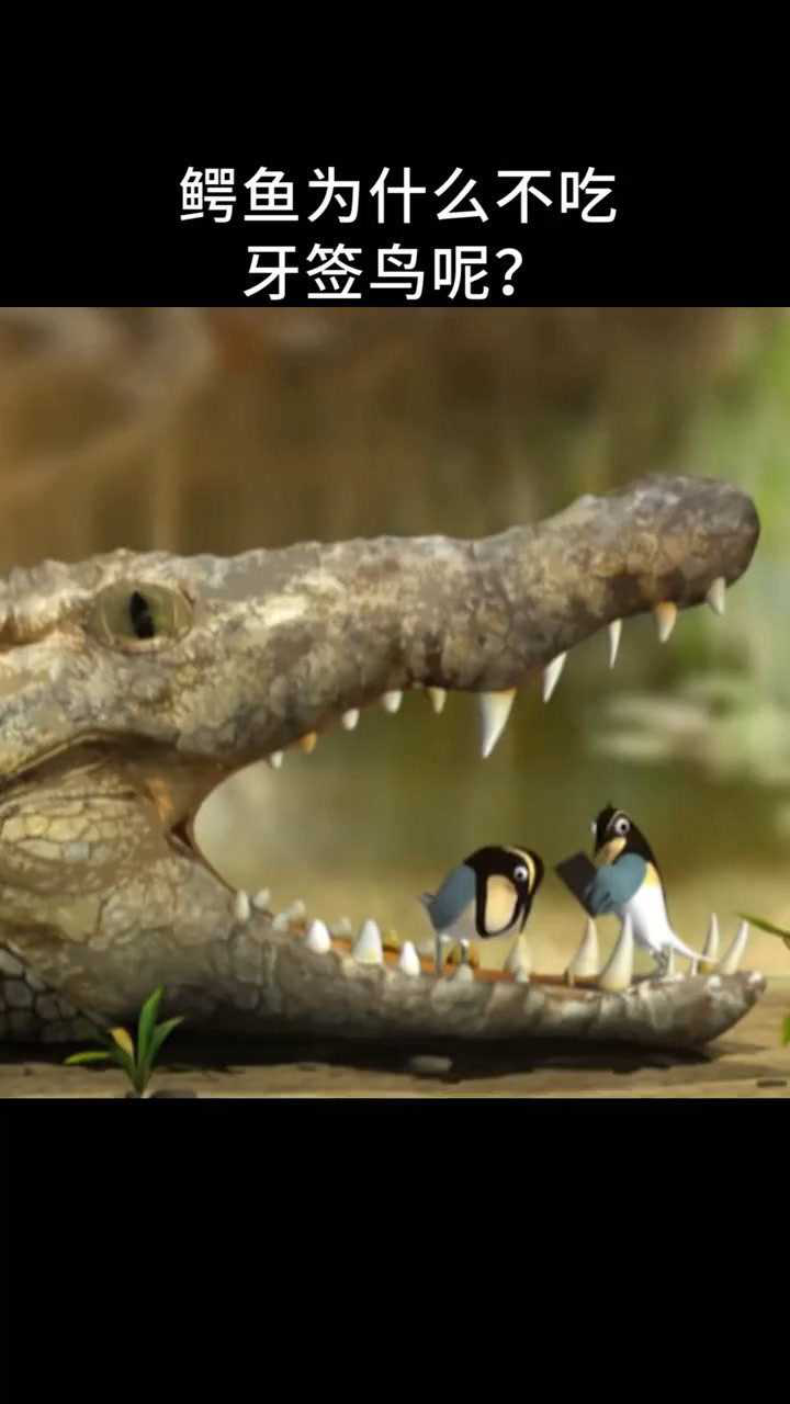 鳄鱼为什么不吃牙签鸟呢?