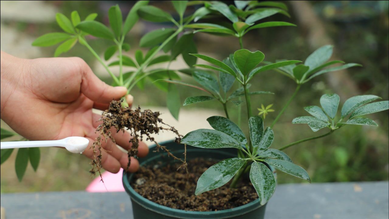 只扦插一个月的鸭脚木根系生长就如此旺盛功劳全靠它