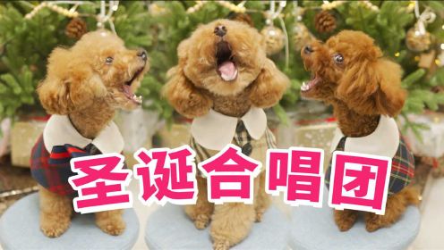 狗狗弹唱圣诞歌曲庆祝节日，你们是组了合唱团吗？