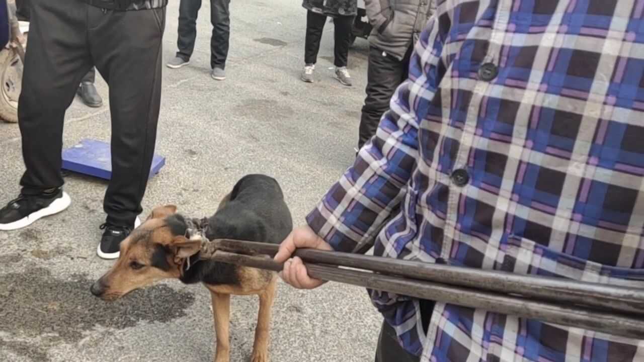 狗市铁夹神器再现再凶的狗也无法招架拍摄过程惊心动魂