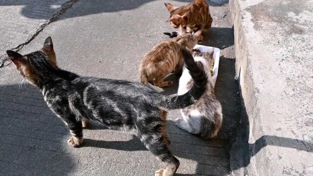 小区里流浪猫们的生存现状!有好心人搭建的猫舍,我也经常来喂食!