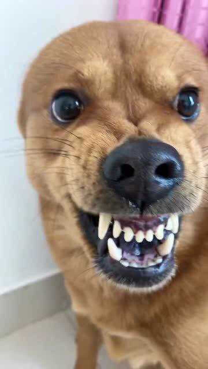 我一唱歌我家狗狗就呲牙真的有这么难听吗