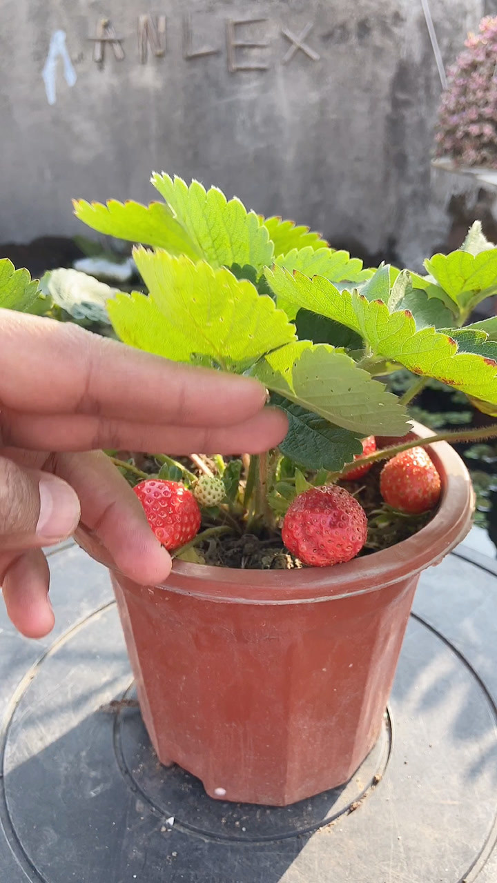 在家盆栽种植草莓