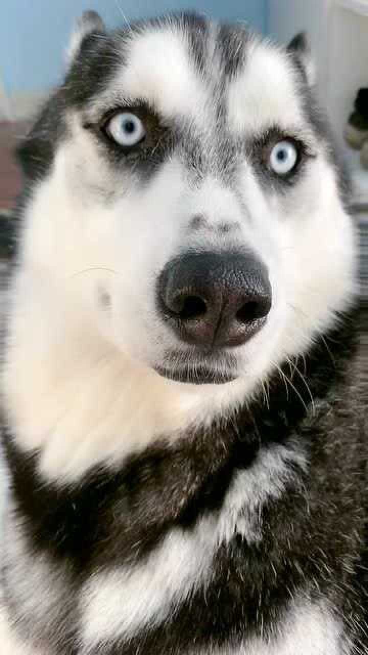 你就说可不可爱,看那小眼神儿,真是充满智慧的小眼神