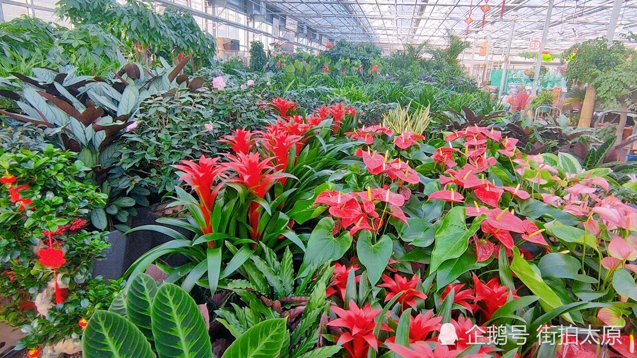 走进太原最大的花卉基地,遍地都是盛开的鲜花,犹如翻版的植物园