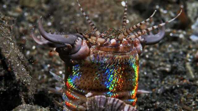 小型海洋生物噩梦——五光十色的博比特虫