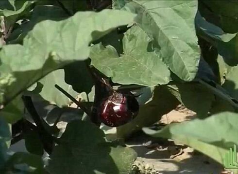 春季露地生产茄子效益最好,种的品种很重要,应选抗寒品种