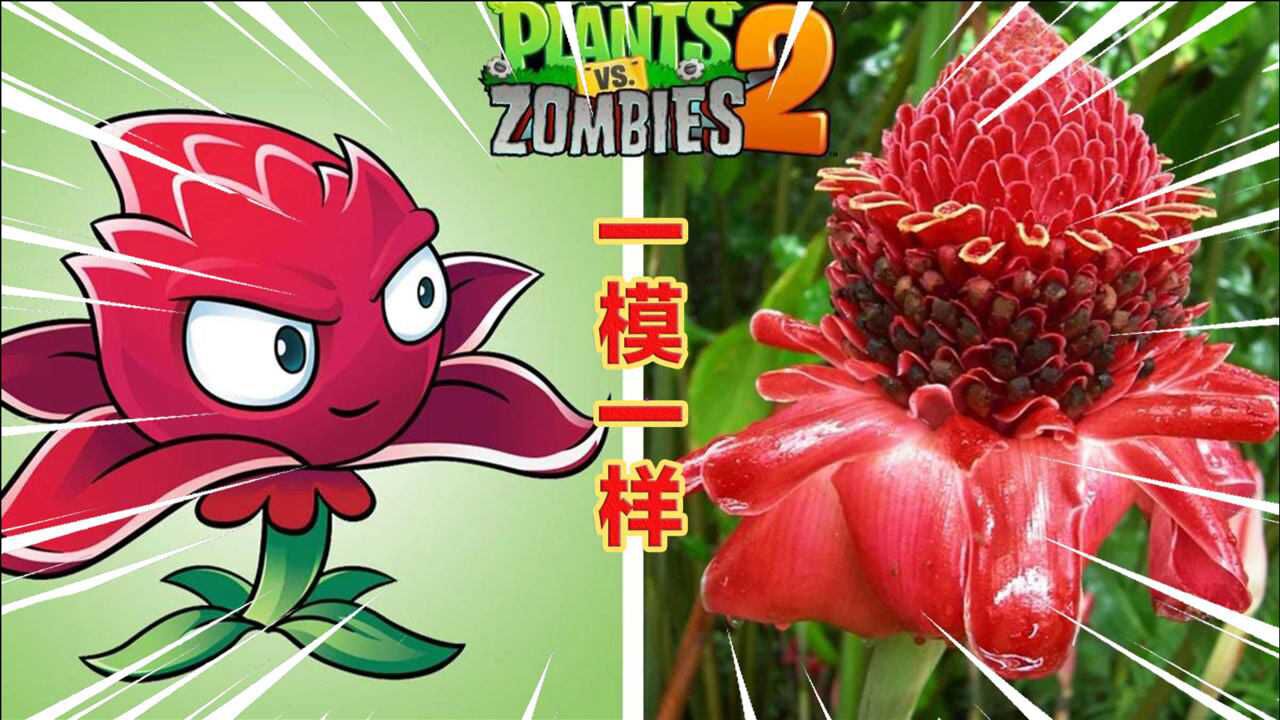 pvz2真正的红针花不能说毫不相干只能说一模一样太像了